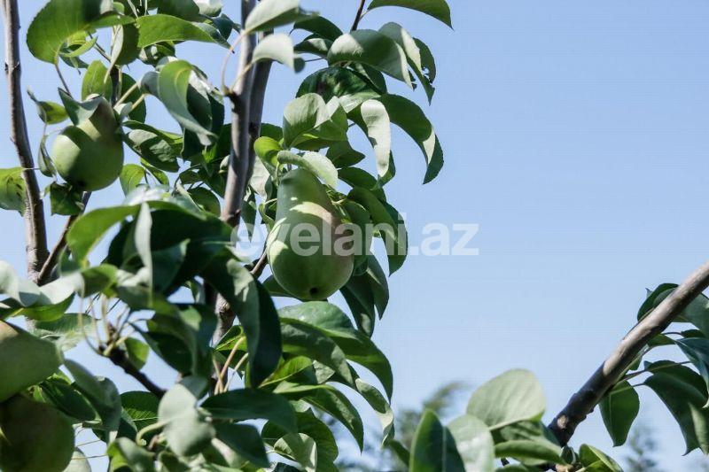 Sale, villa, 7 room, 614 m², Baku, Khazar r, Buzovna d.