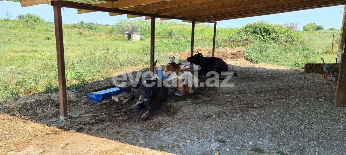 Satılır, obyekt, 500 m², Xaçmaz