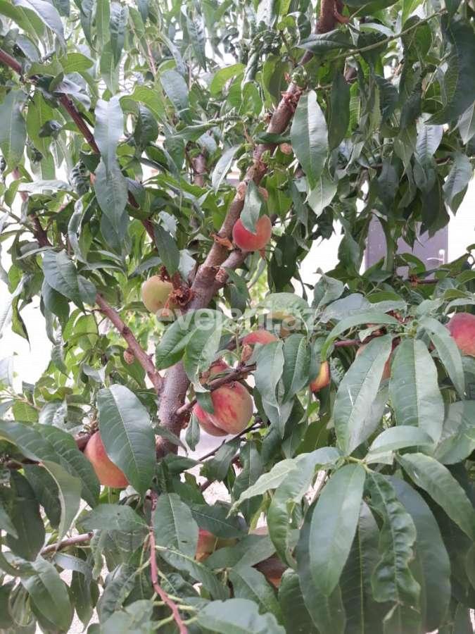 Satılır, həyət evi / bağ, 7 otaqlı, 350 m², Bakı, Abşeron r, Novxanı q.