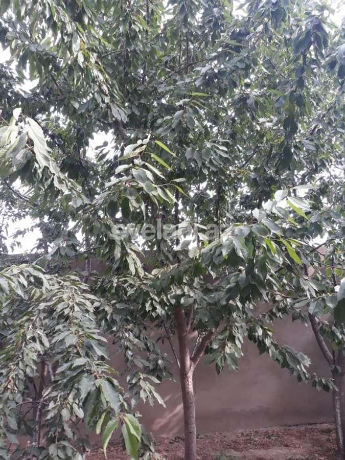 Satılır, həyət evi / bağ, 7 otaqlı, 350 m², Bakı, Abşeron r, Novxanı q.