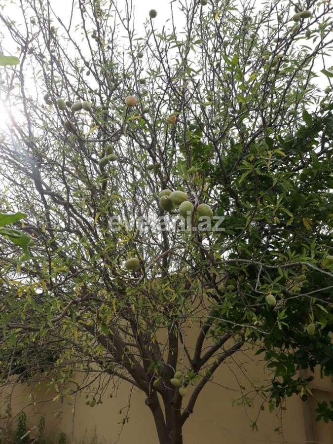 Kirayə verilir, həyət evi / bağ, 7 otaqlı, 350 m², Bakı, Abşeron r, Novxanı q.