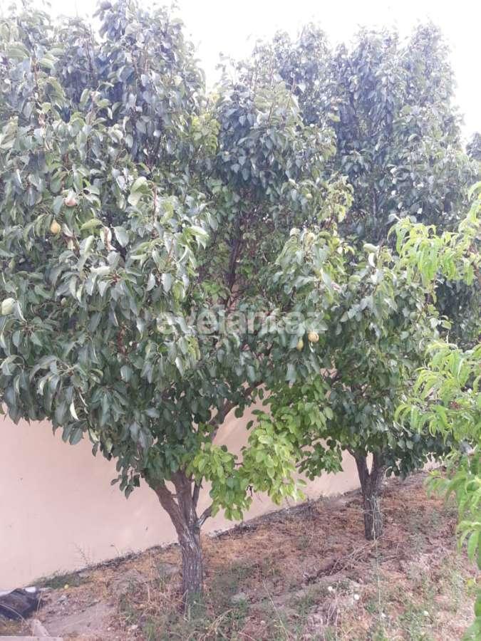 Kirayə verilir, həyət evi / bağ, 7 otaqlı, 350 m², Bakı, Abşeron r, Novxanı q.