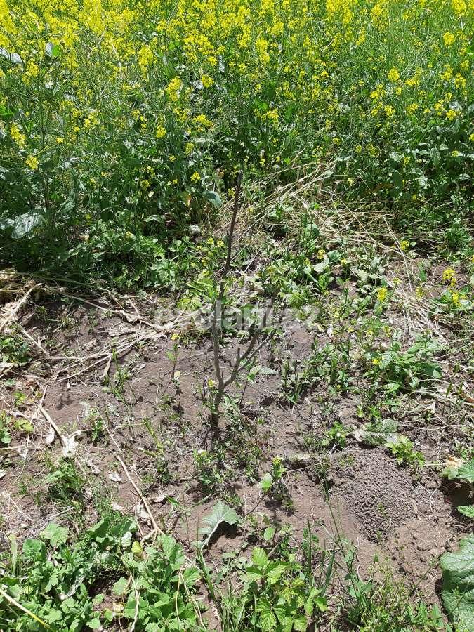 Продаётся, участок, 192 сот, Губа