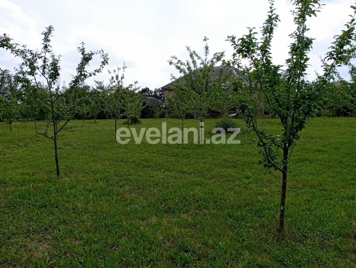 Satılır, torpaq, 20 sot, Qəbələ