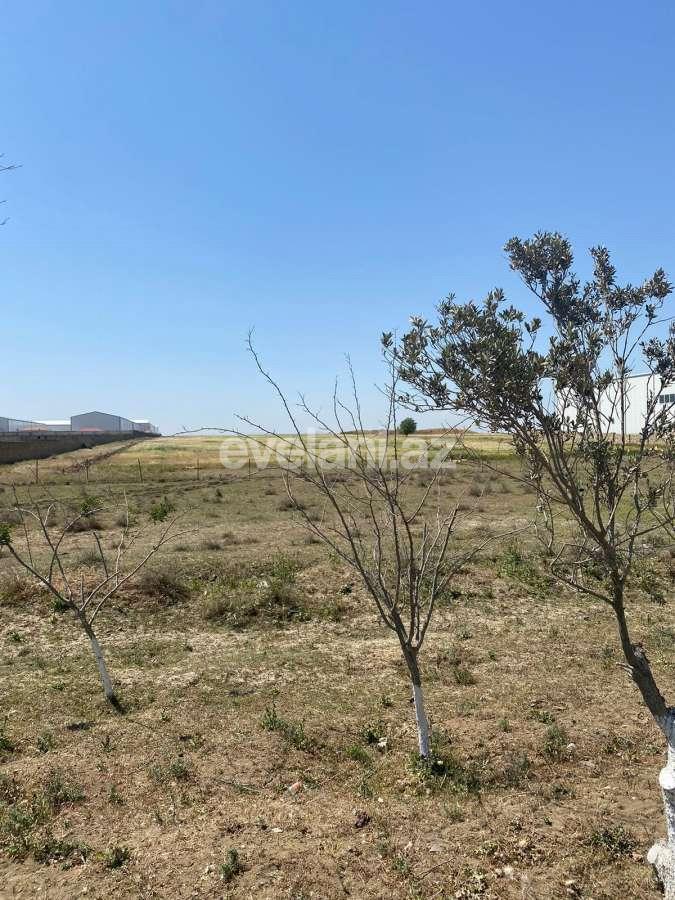 Satılır, torpaq, 500 sot, Bakı, Abşeron r, Pirəkəşkül q.