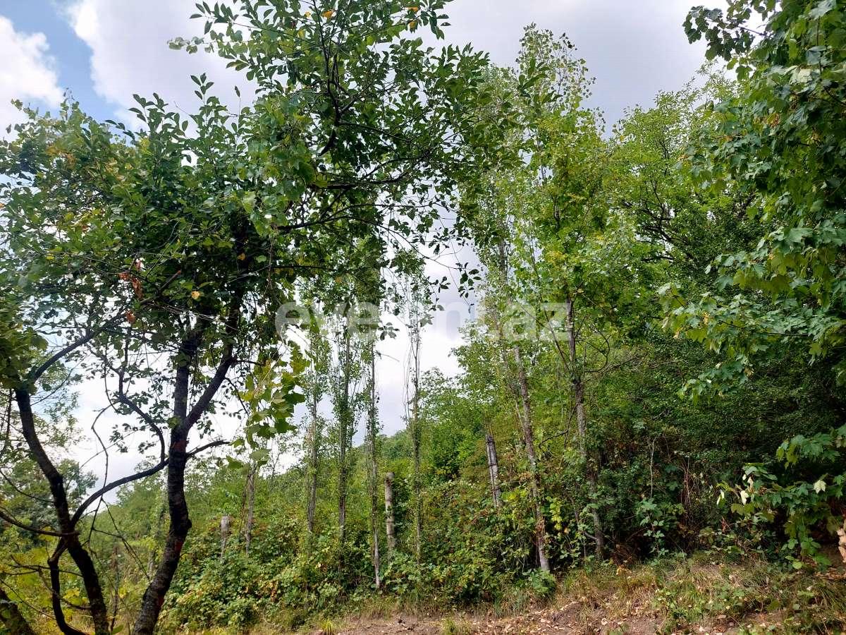 Satılır, torpaq, 10 sot, Qəbələ