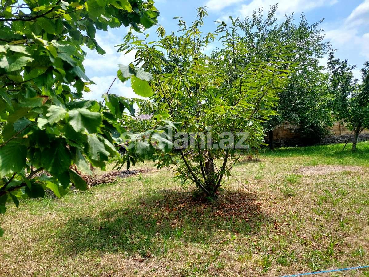 Satılır, torpaq, 10 sot, Qəbələ