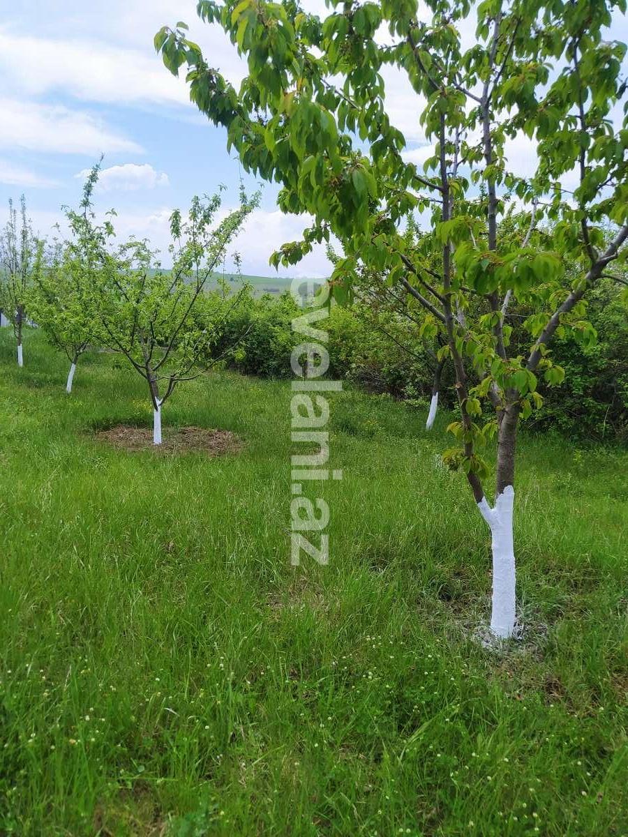 Satılır, torpaq, 14 sot, Qusar