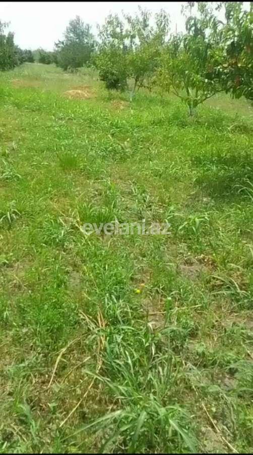 Satılır, torpaq, 80 sot, Xaçmaz