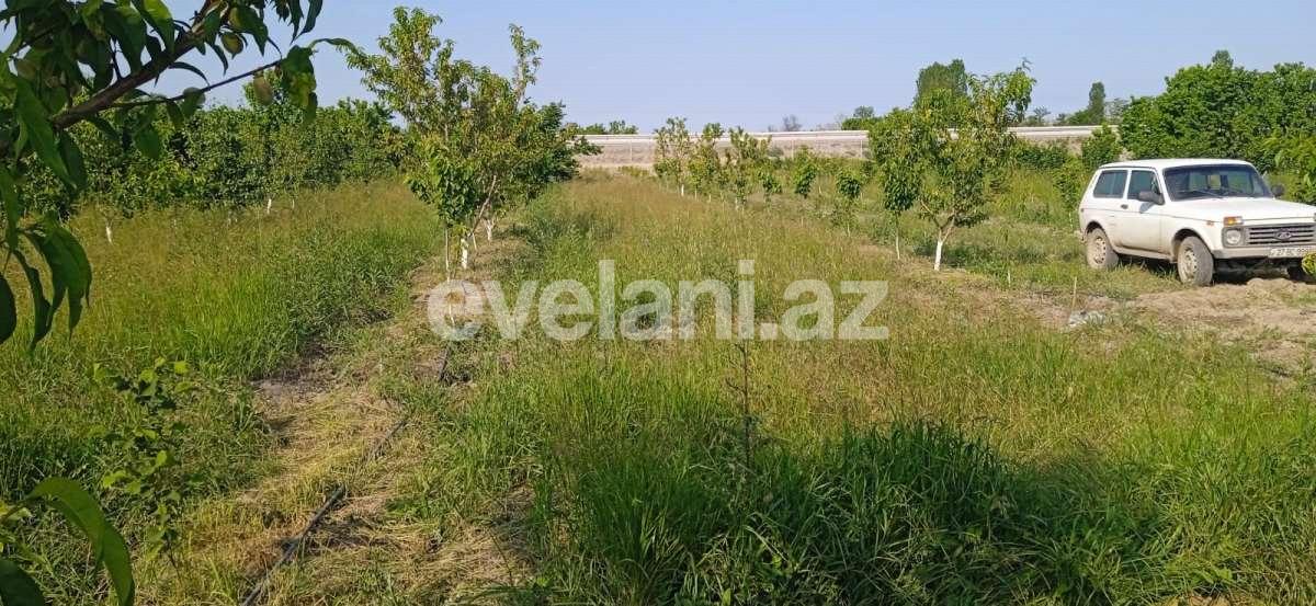 Satılır, torpaq, 80 sot, Xaçmaz