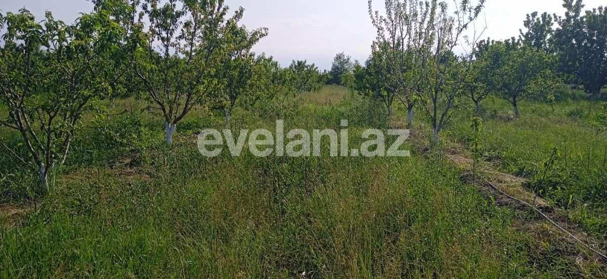 Satılır, torpaq, 80 sot, Xaçmaz