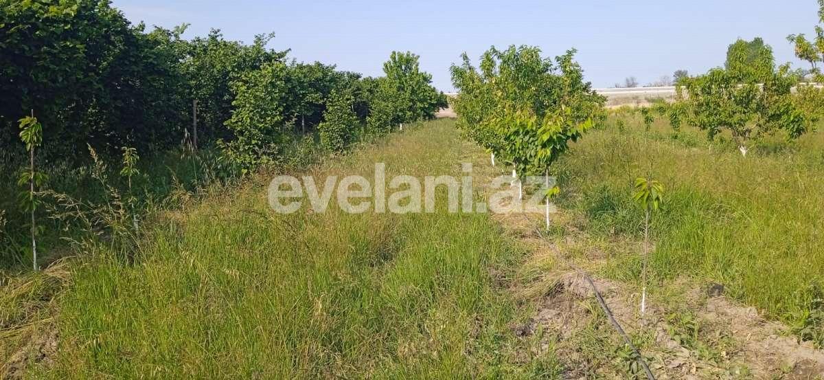 Satılır, torpaq, 80 sot, Xaçmaz