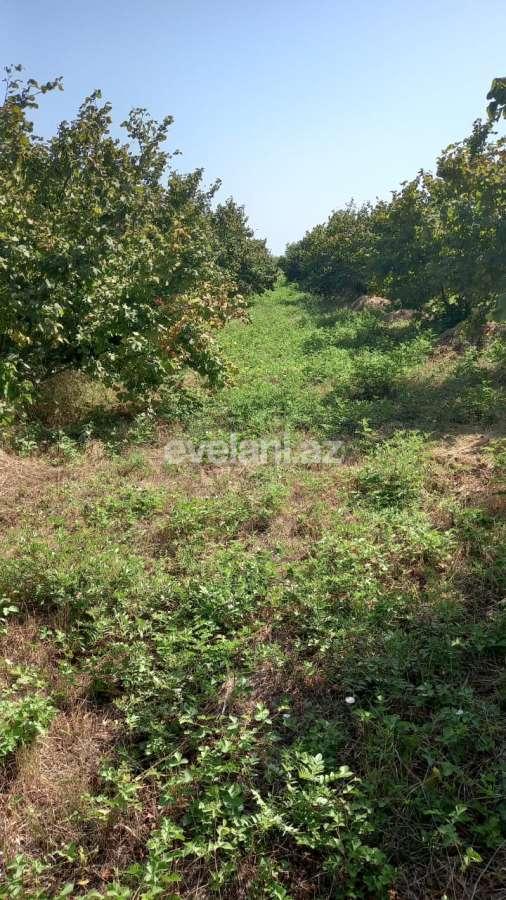 Satılır, obyekt, 2000 m², Xaçmaz