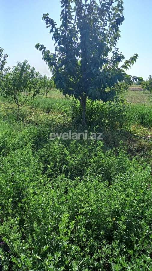 Satılır, obyekt, 2000 m², Xaçmaz