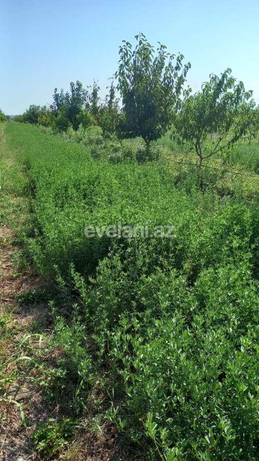 Satılır, obyekt, 2000 m², Xaçmaz