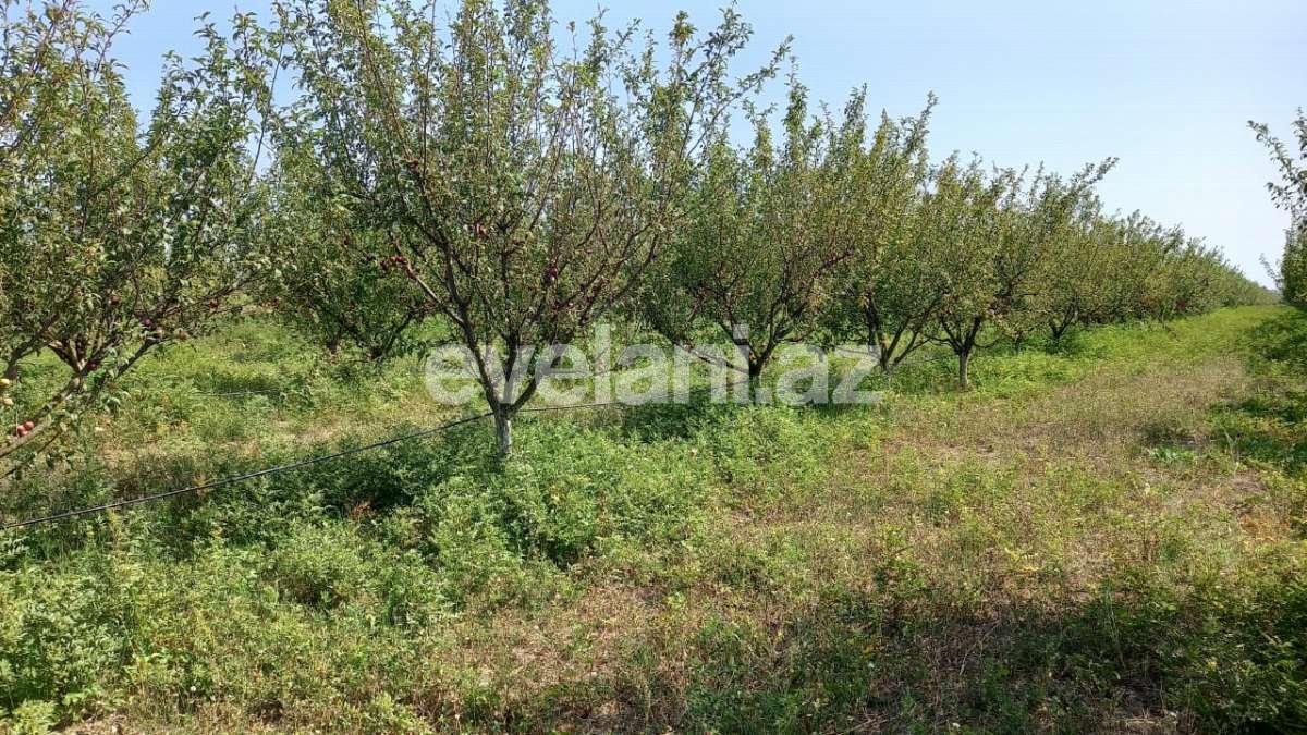 Satılır, obyekt, 2000 m², Xaçmaz