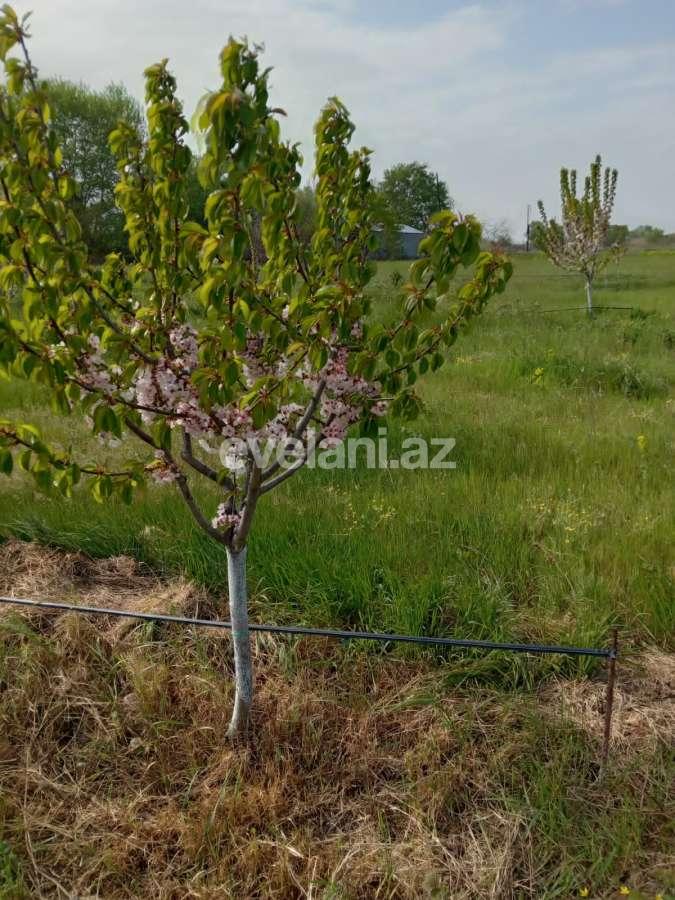 Satılır, obyekt, 2000 m², Xaçmaz