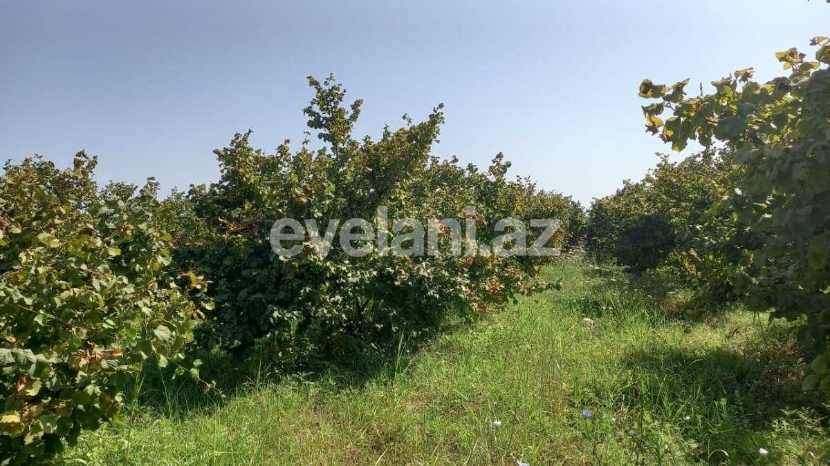 Satılır, obyekt, 2000 m², Xaçmaz