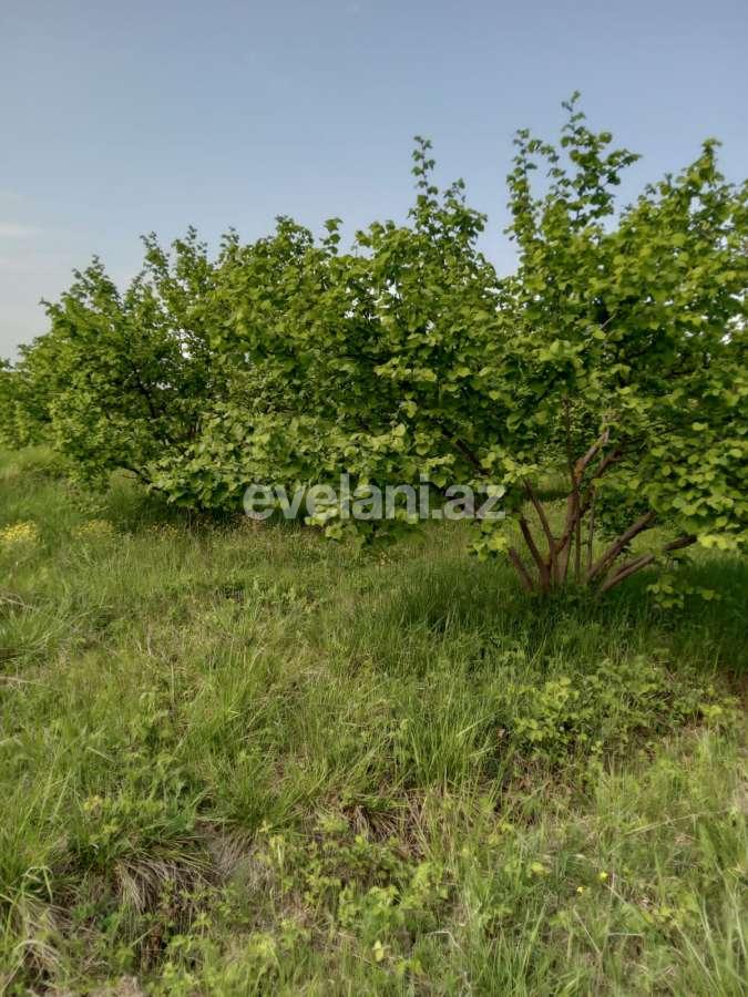 Satılır, obyekt, 2000 m², Xaçmaz