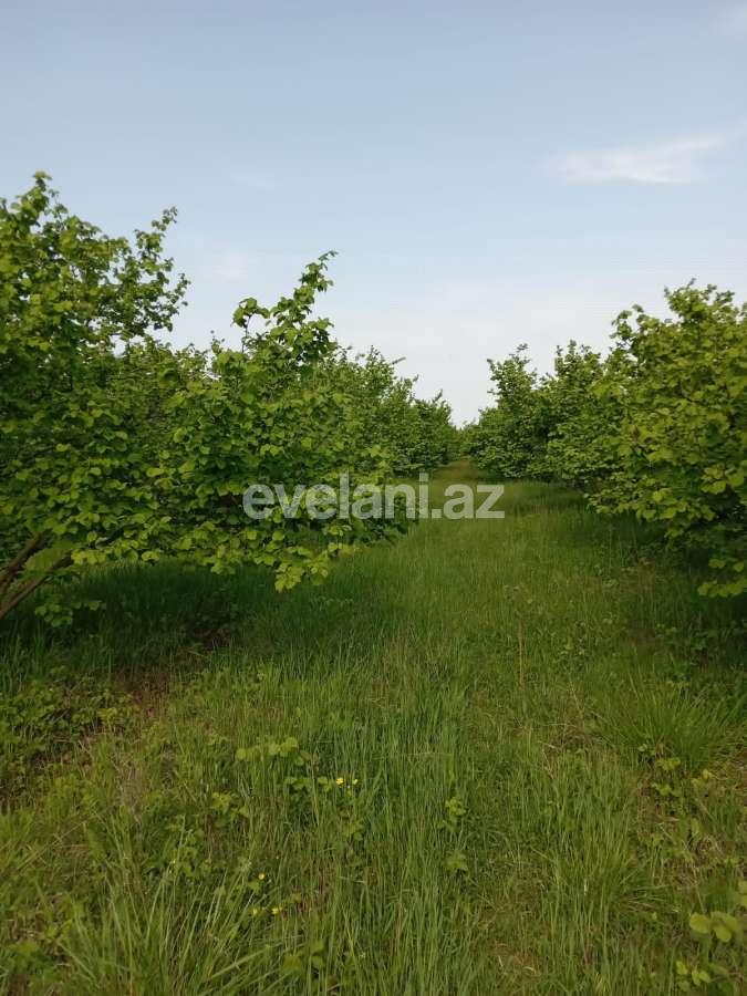 Satılır, obyekt, 2000 m², Xaçmaz