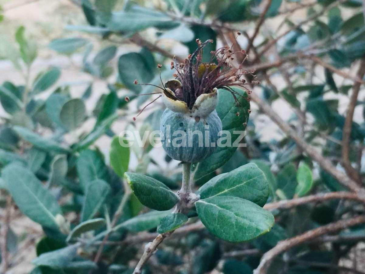 Satılır, həyət evi / bağ, 7 otaqlı, 540 m², Bakı, Xəzər r, Mərdəkan q, Koroğlu m.