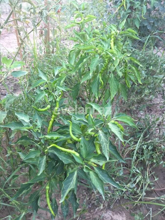 Satılır, həyət evi / bağ, 7 otaqlı, 540 m², Bakı, Xəzər r, Mərdəkan q, Koroğlu m.