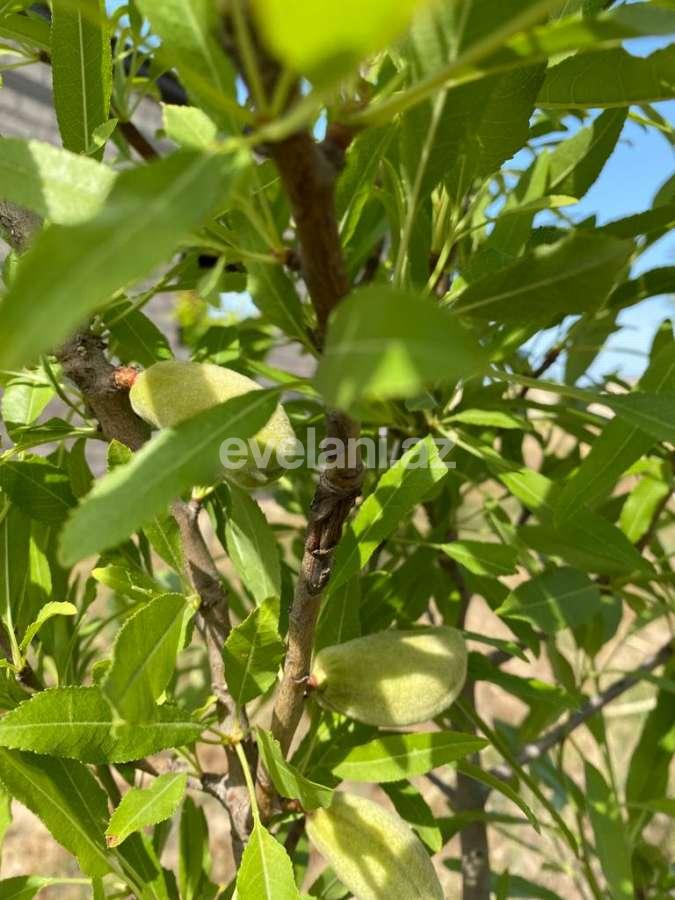 Sale, garden / house, 5 room, 272 m², Baku, Khazar r, Buzovna d.