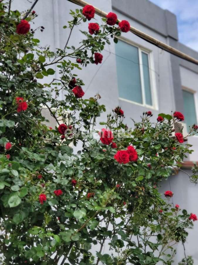 Satılır, villa, 5 otaqlı, 340 m², Bakı, Səbail r, Badamdar q.