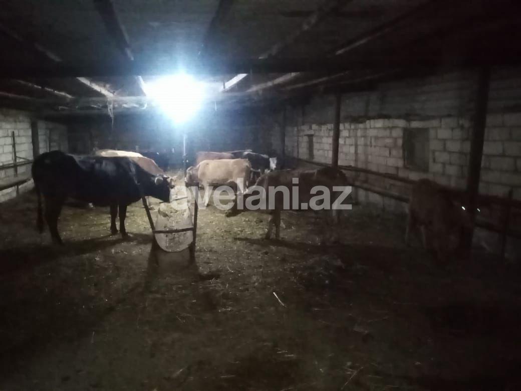 Satılır, torpaq, 50 sot, İmişli