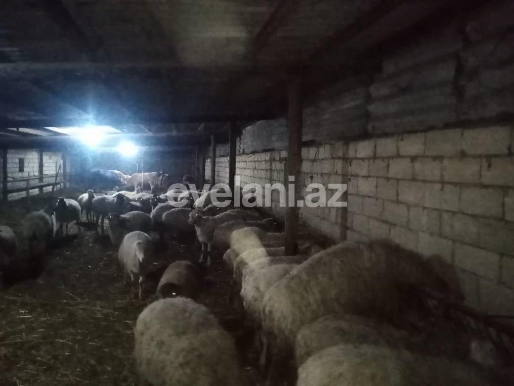 Satılır, torpaq, 50 sot, İmişli