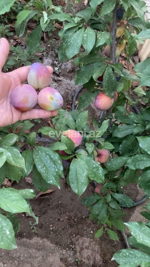 Sale, garden / house, 3 room, 152 m², Baku, Sabunchu r, Mashtaga d.