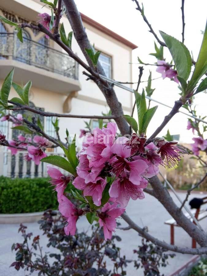 Satılır, villa, 5 otaqlı, 220 m², Bakı, Səbail r, Badamdar q.
