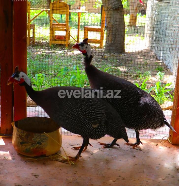 Sale, object, 100 m², Baku, Khazar r.