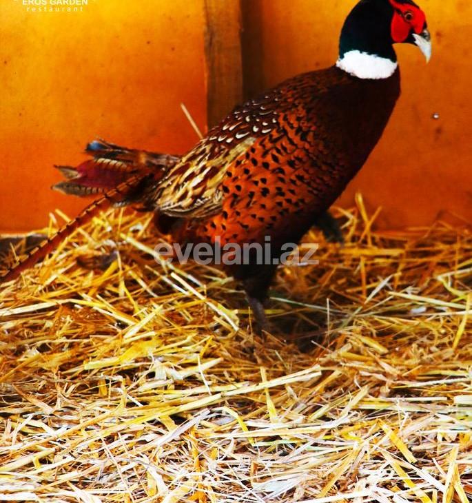 Sale, object, 100 m², Baku, Khazar r.