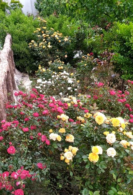 Sale, garden / house, 3 room, 280 m², Baku, Khazar r, Buzovna d.