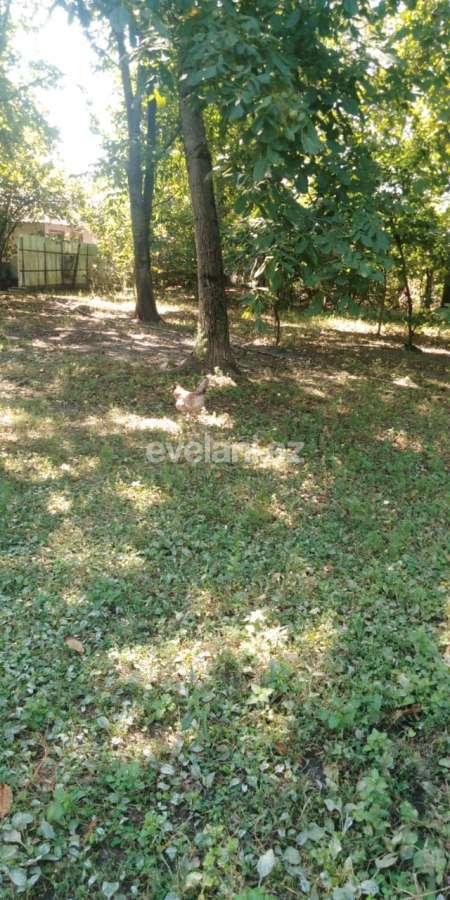 Satılır, torpaq, 24 sot, Qəbələ