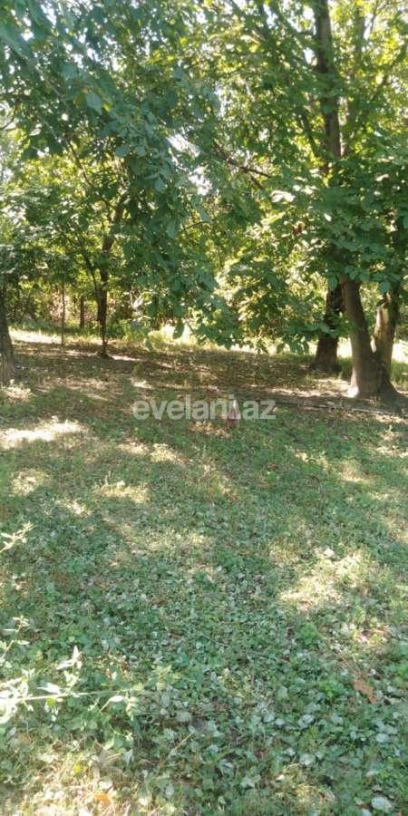 Satılır, torpaq, 24 sot, Qəbələ