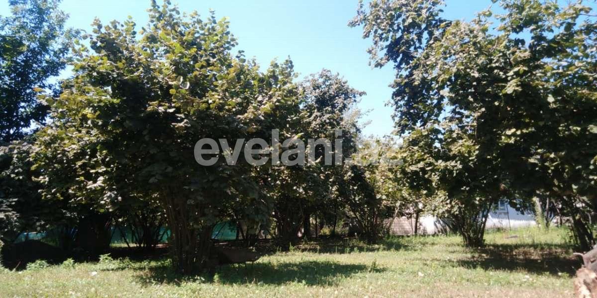 Satılır, torpaq, 24 sot, Qəbələ