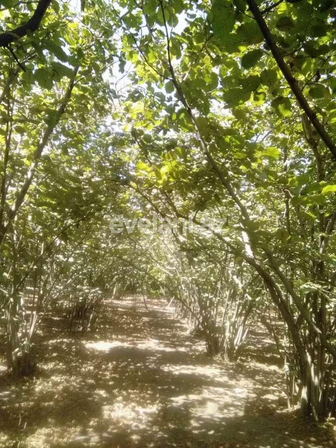 Satılır, həyət evi / bağ, 5 otaqlı, 100 m², Xaçmaz