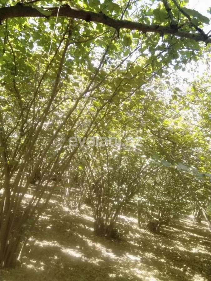 Satılır, həyət evi / bağ, 5 otaqlı, 100 m², Xaçmaz