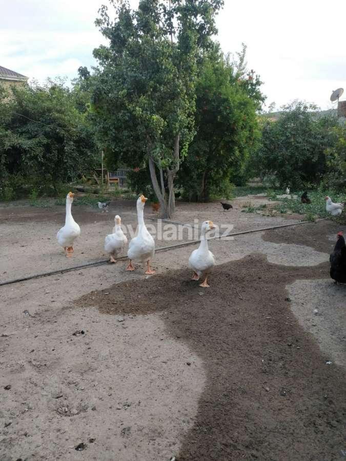 Satılır, torpaq, 16 sot, Bakı, Xətai r, Əhmədli q.