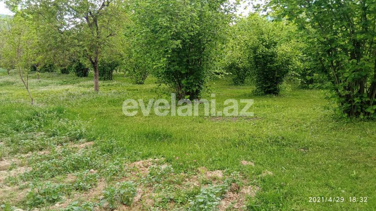 Satılır, torpaq, 14 sot, Qəbələ