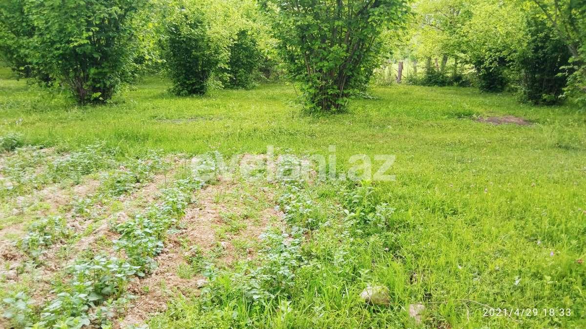 Satılır, torpaq, 14 sot, Qəbələ