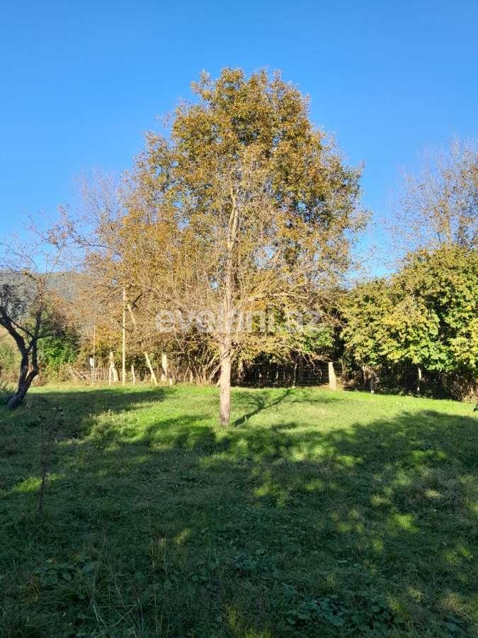 Satılır, torpaq, 50 sot, Qəbələ