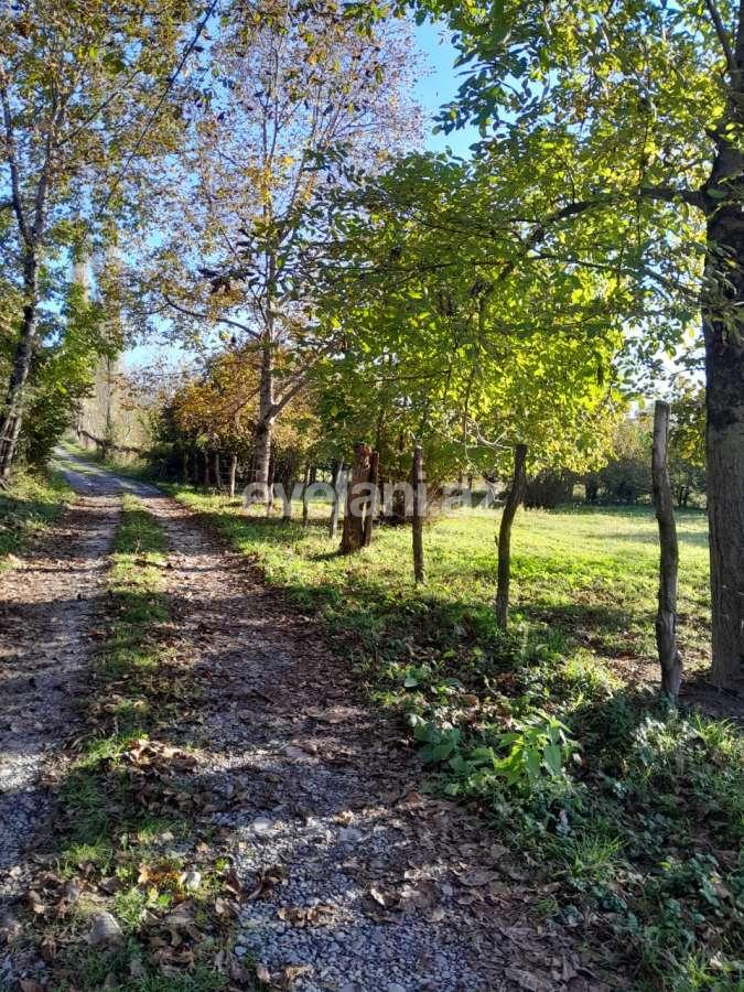 Satılır, torpaq, 50 sot, Qəbələ