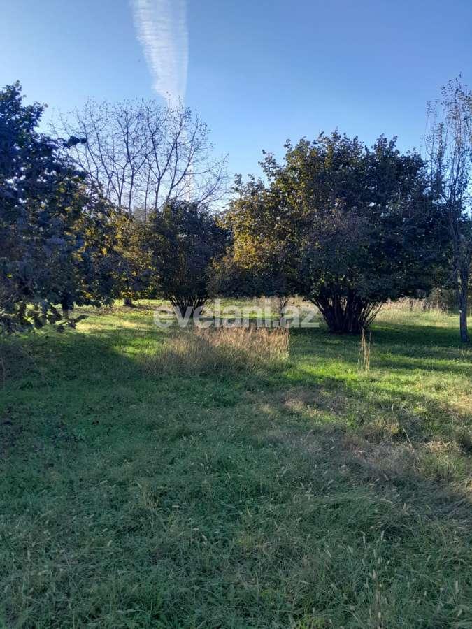 Satılır, torpaq, 50 sot, Qəbələ