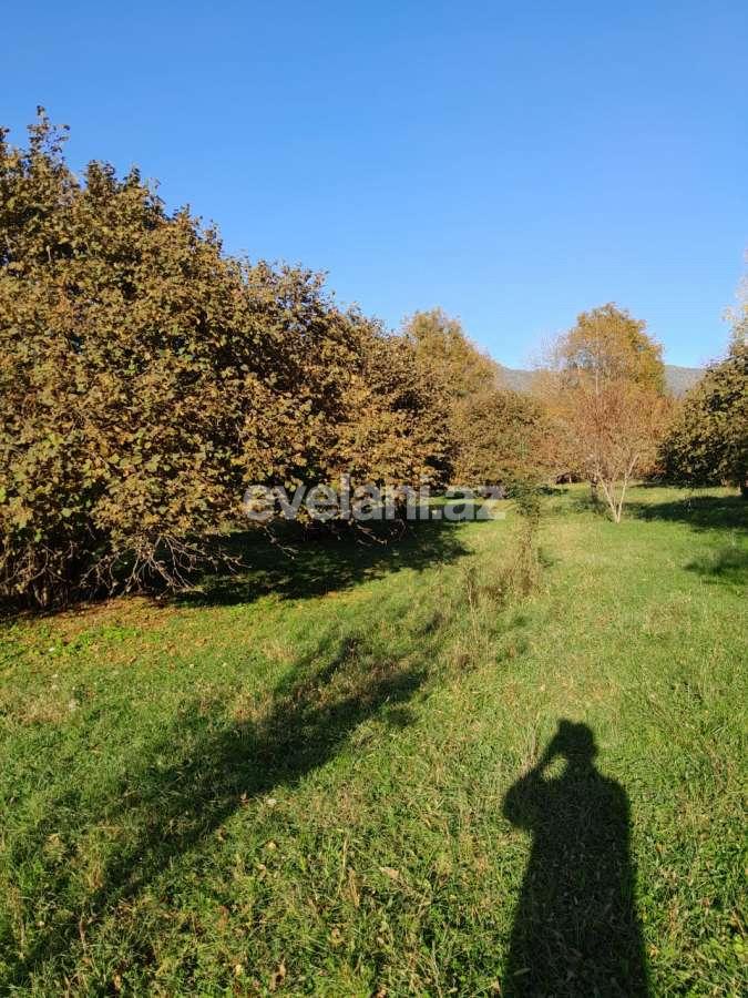 Satılır, torpaq, 50 sot, Qəbələ