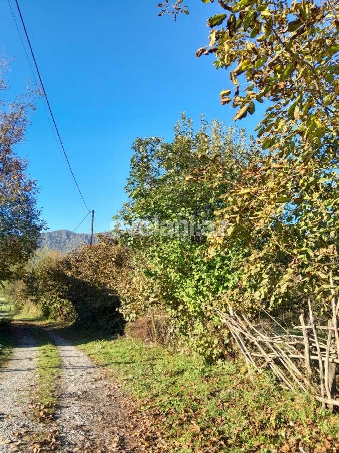 Satılır, torpaq, 50 sot, Qəbələ