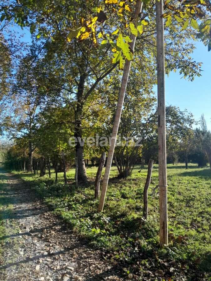 Satılır, torpaq, 50 sot, Qəbələ