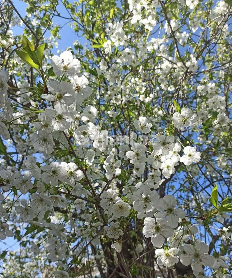 Продаётся, дом / дача, 3-комнаты, 100 m², Гянджа